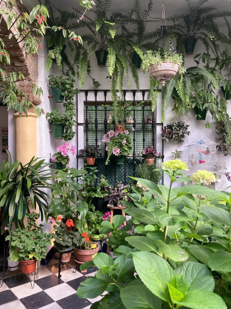 patio of cordoba, pots, flowers-6319098.jpg