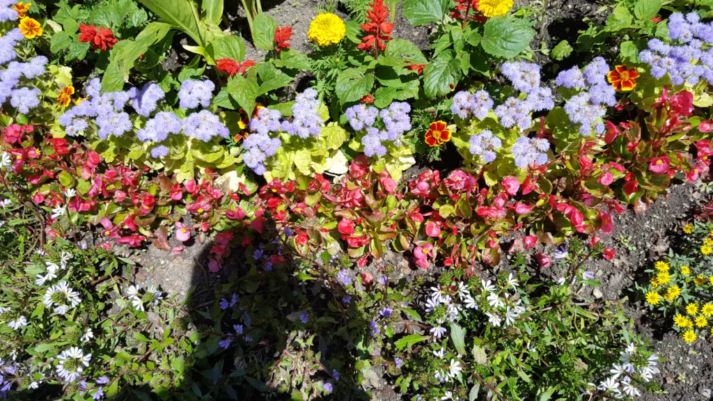 Up close photo of flowers found in garden at Oberhofen Castle in Switzerland